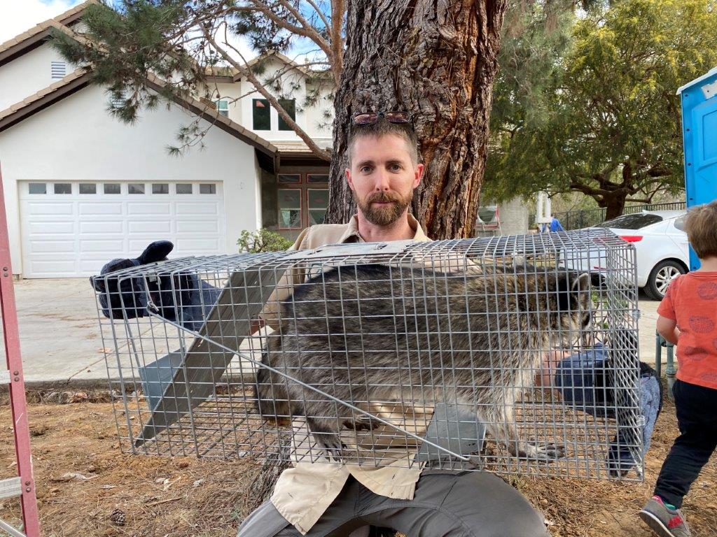 Baton Rouge raccoon trapping